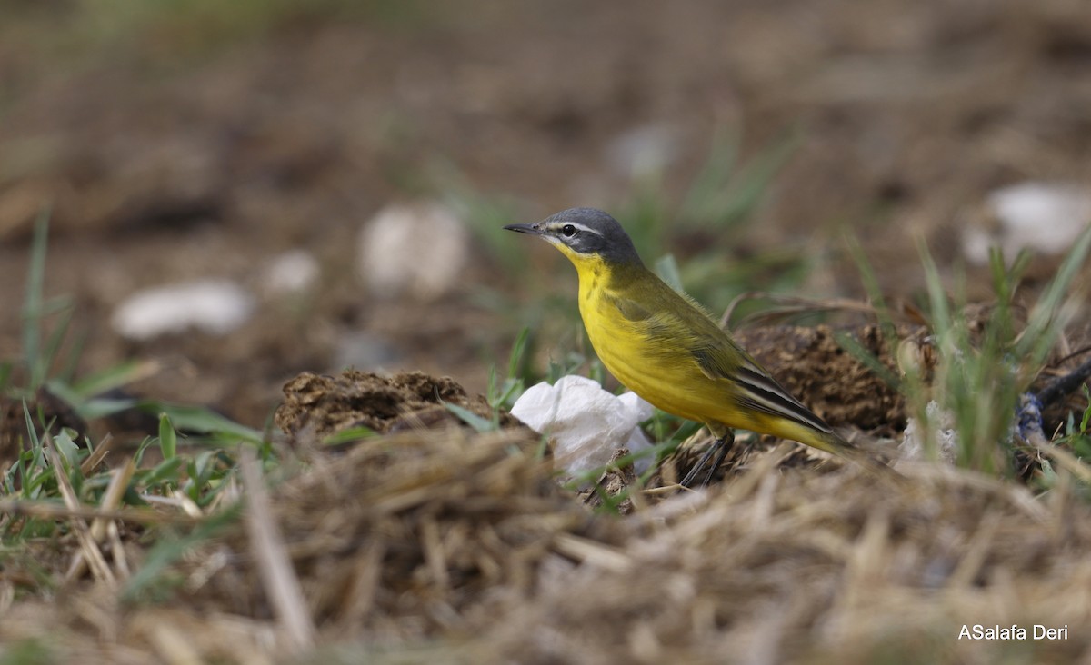 Sarı Kuyruksallayan (flava) - ML646743964