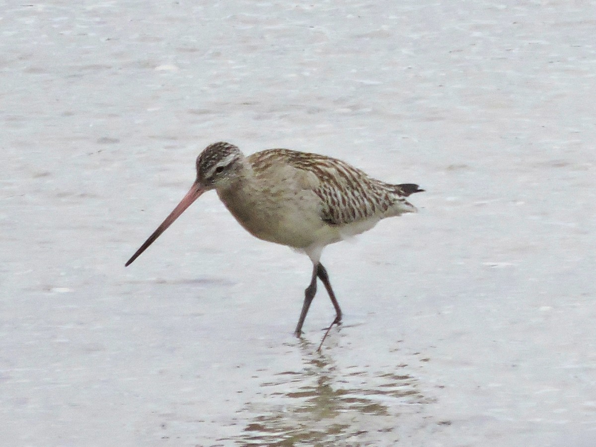 オオソリハシシギ - ML646743968