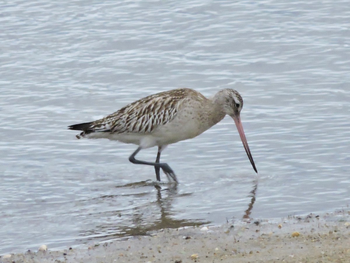 オオソリハシシギ - ML646743969