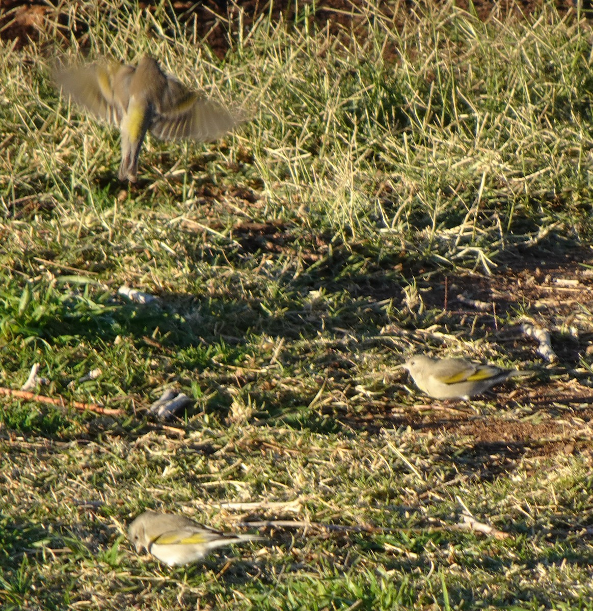 gråstillits - ML646743974