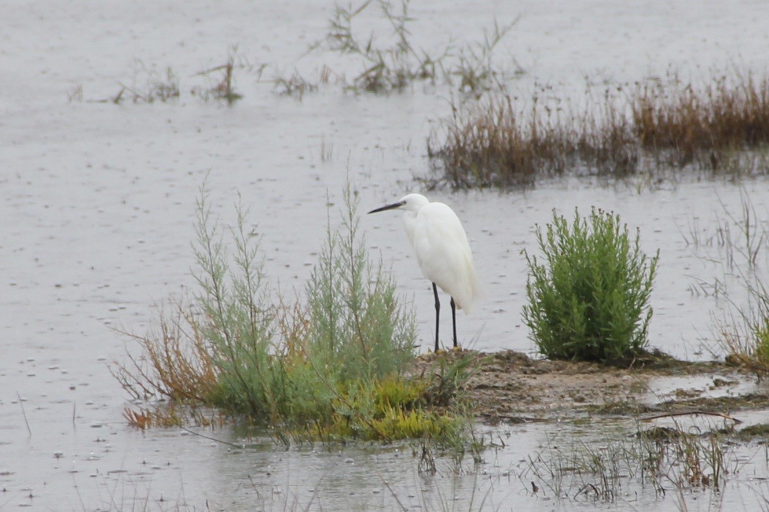 Little Egret - ML646743975