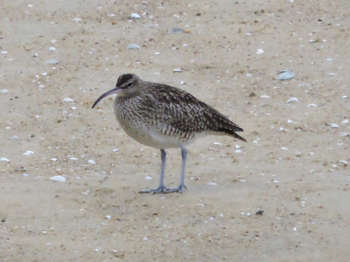 チュウシャクシギ - ML646743982