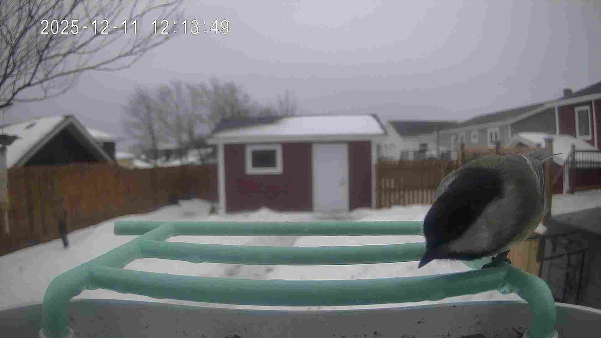 Black-capped Chickadee - ML646743989