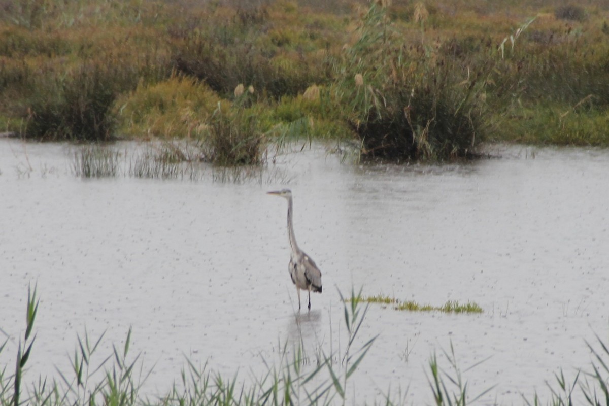Gray Heron - ML646743991