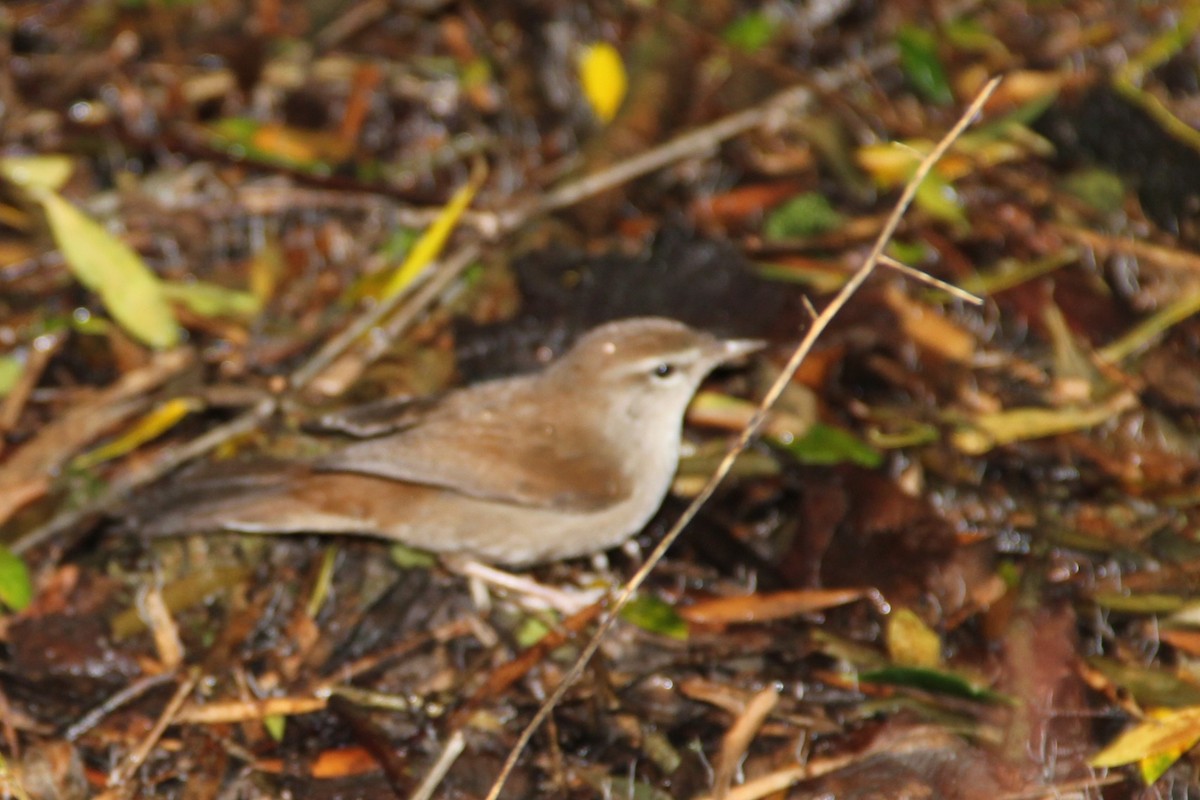 Cetti's Warbler - ML646744000