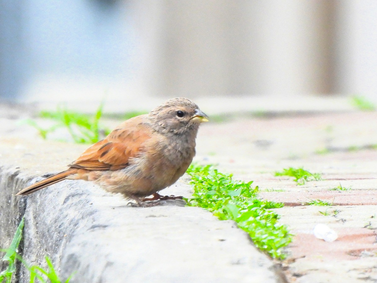 strnad saharský - ML646744001