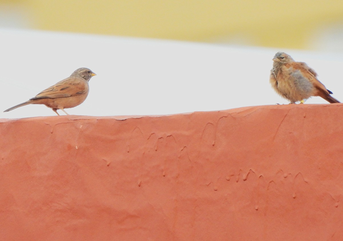 strnad saharský - ML646744002