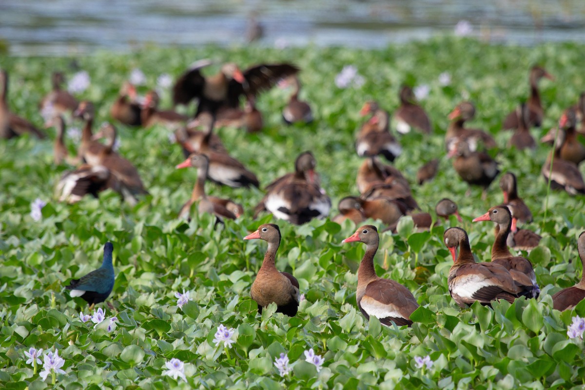 Black-bellied Whistling-Duck - ML646744003