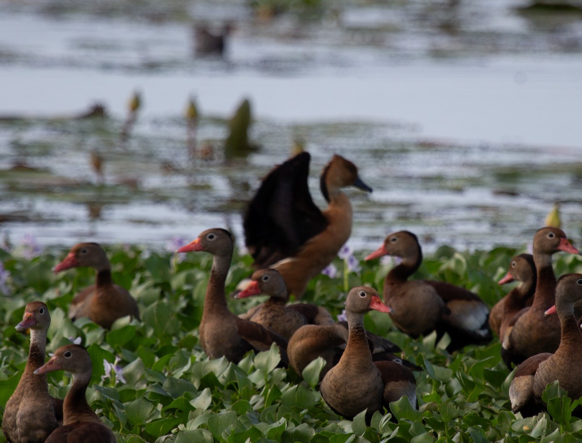 Fulvous Whistling-Duck - ML646744005