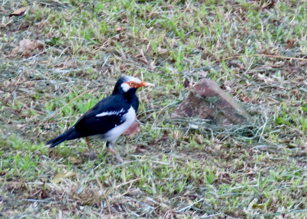 Siamese Pied Starling - ML646744008