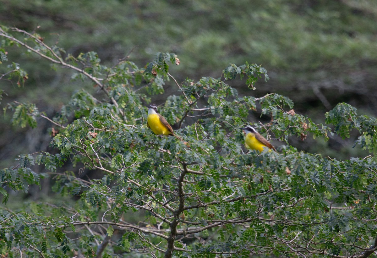 Lesser Kiskadee - ML646744011