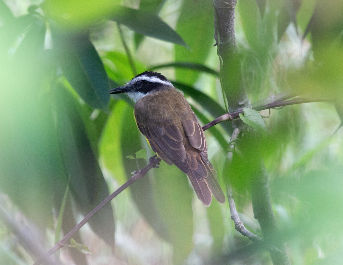 Lesser Kiskadee - ML646744018