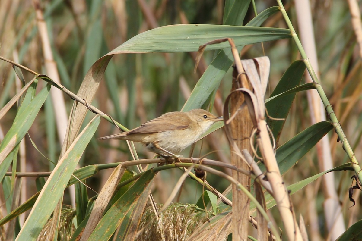 Common Reed Warbler - ML646744024