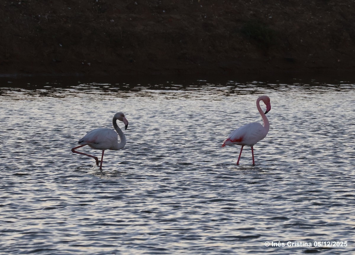 Greater Flamingo - ML646744029