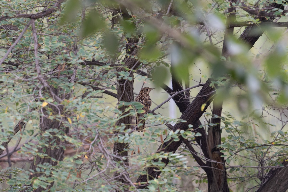 White's Thrush - ML646744031