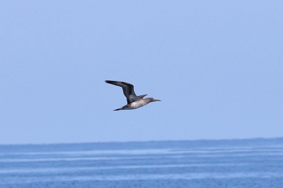 Northern Gannet - ML646744034