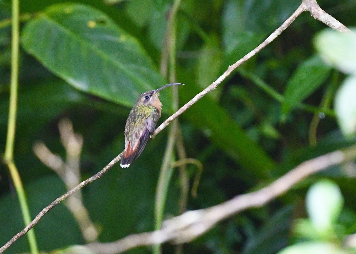 Rufous-breasted Hermit - ML646744035