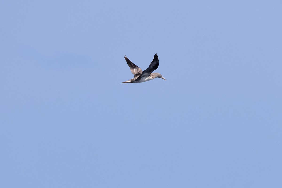 Northern Gannet - ML646744037