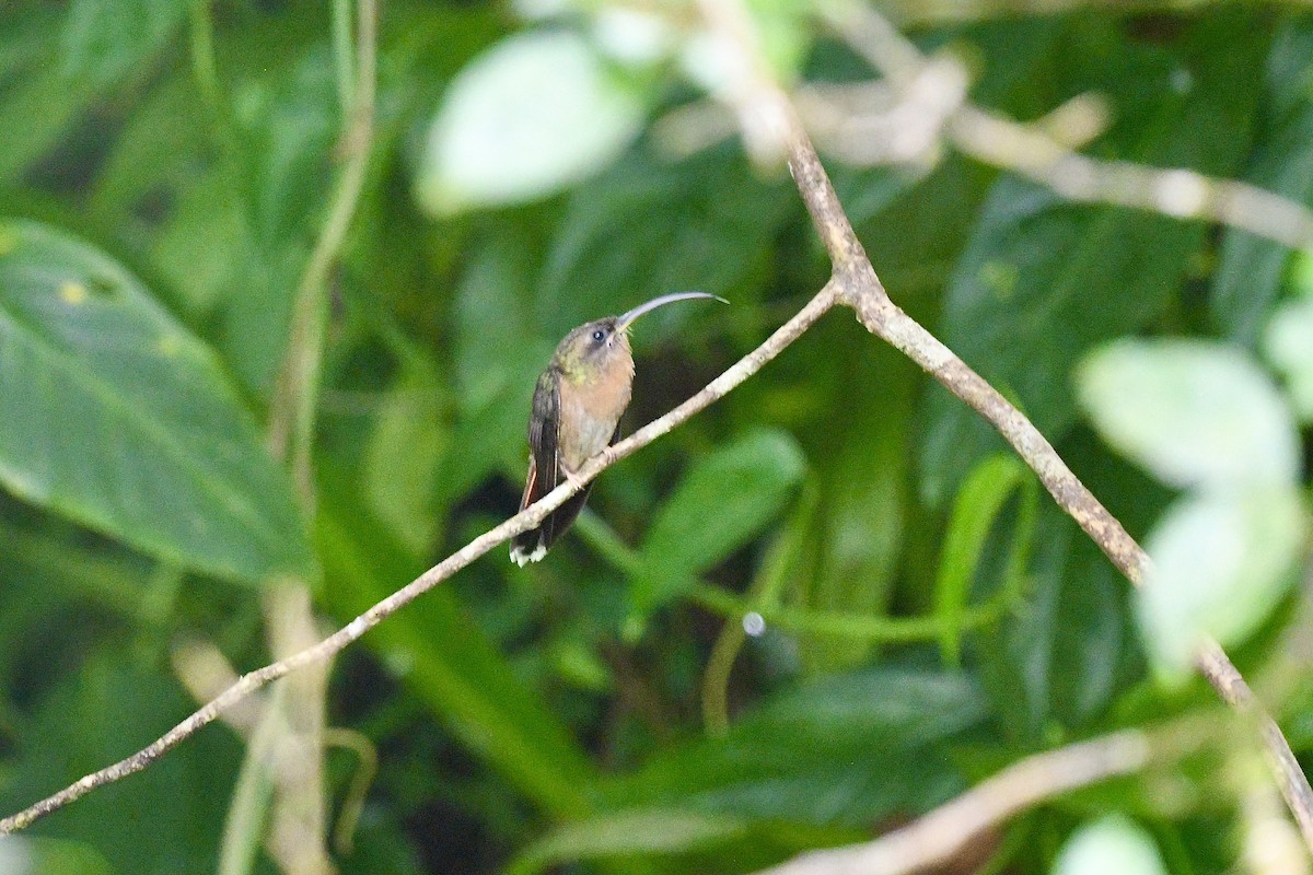 Rufous-breasted Hermit - ML646744040