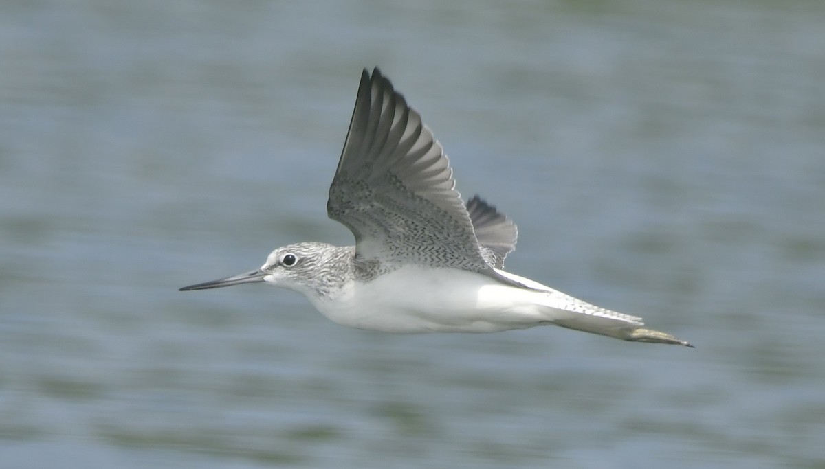 ביצנית ירוקת-רגל - ML646744042