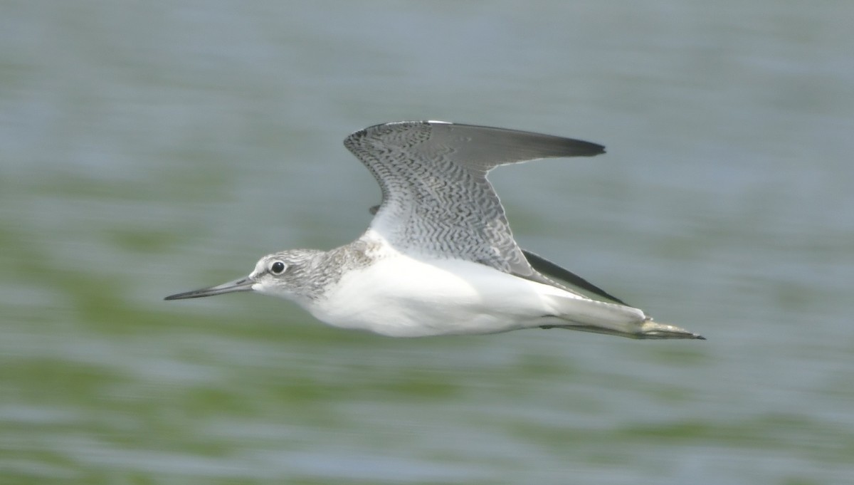 ביצנית ירוקת-רגל - ML646744043