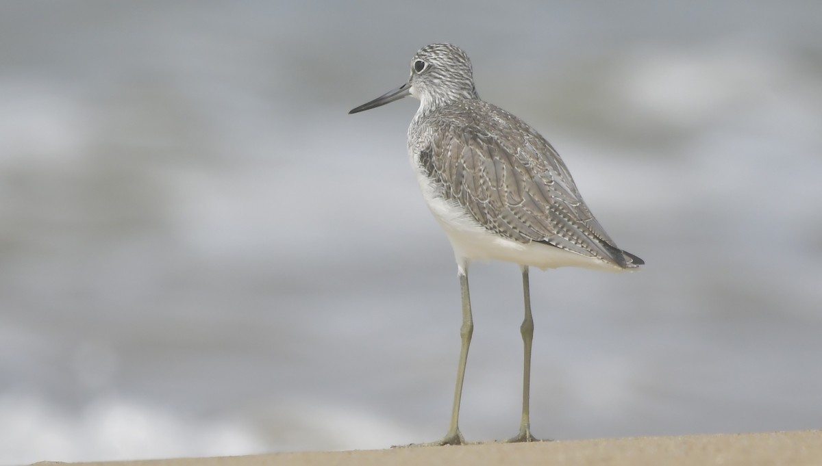 ביצנית ירוקת-רגל - ML646744044