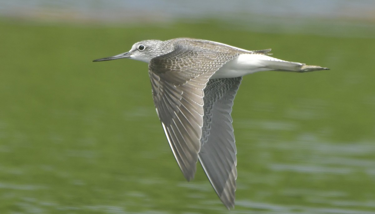 ביצנית ירוקת-רגל - ML646744045