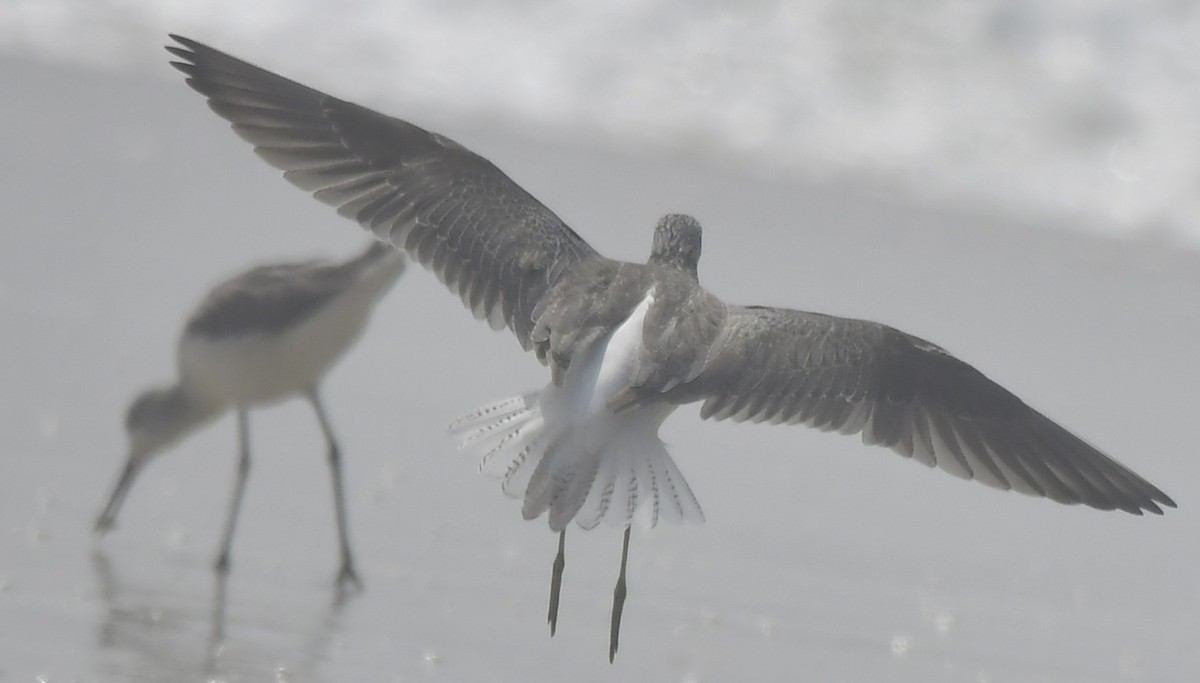 ביצנית ירוקת-רגל - ML646744047