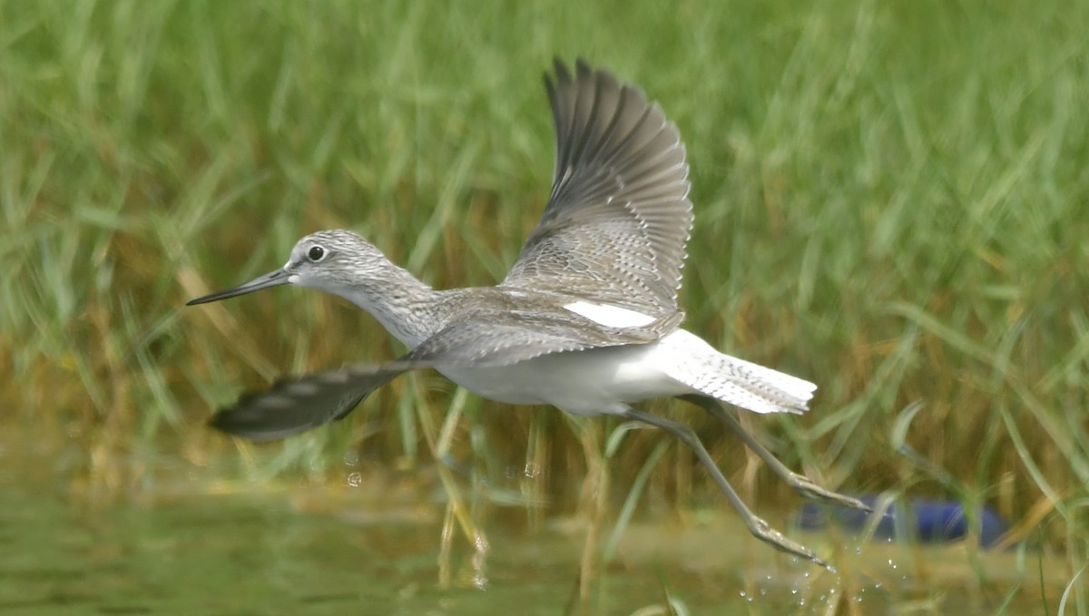 ביצנית ירוקת-רגל - ML646744048