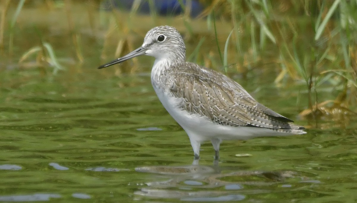 ביצנית ירוקת-רגל - ML646744049