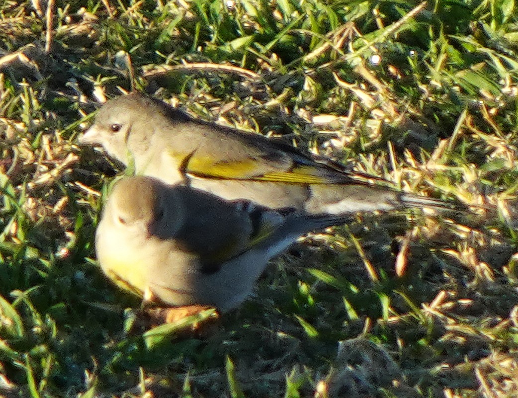 gråstillits - ML646744051