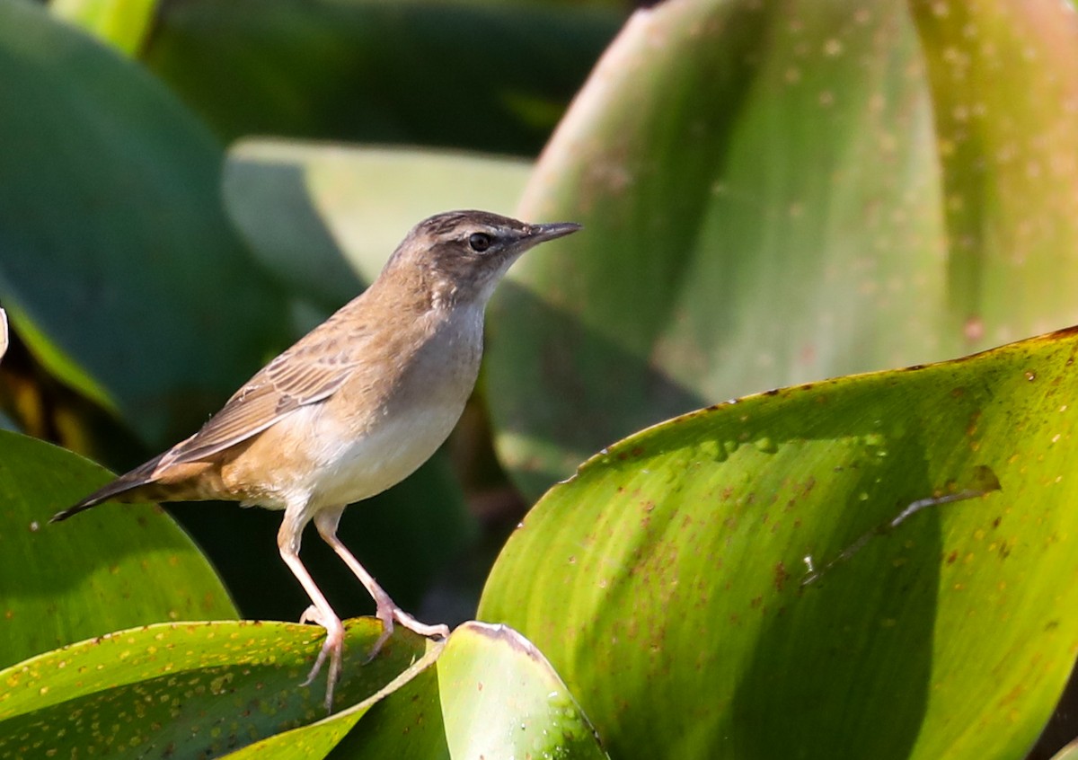 cvrčilka pruhovaná - ML646744058