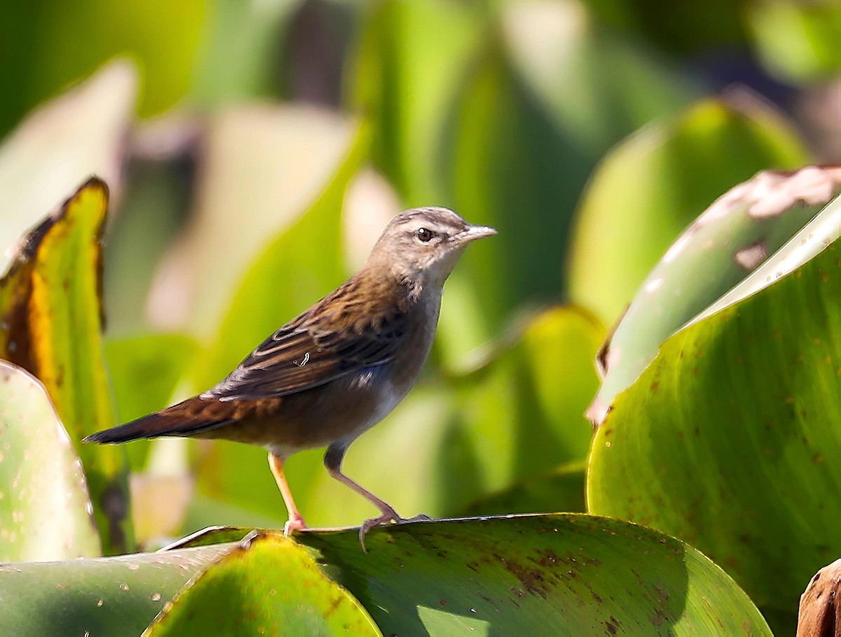 cvrčilka pruhovaná - ML646744059