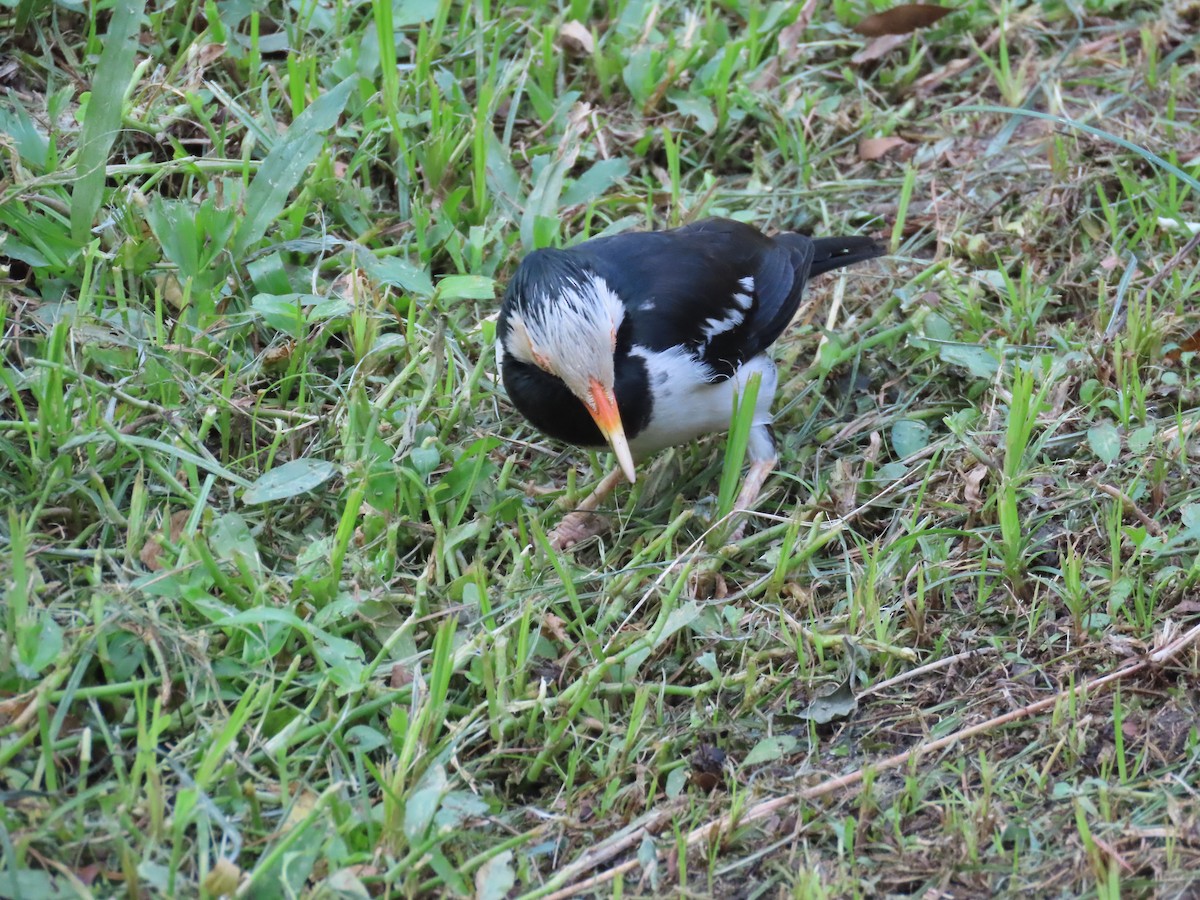 Siamese Pied Starling - ML646744062