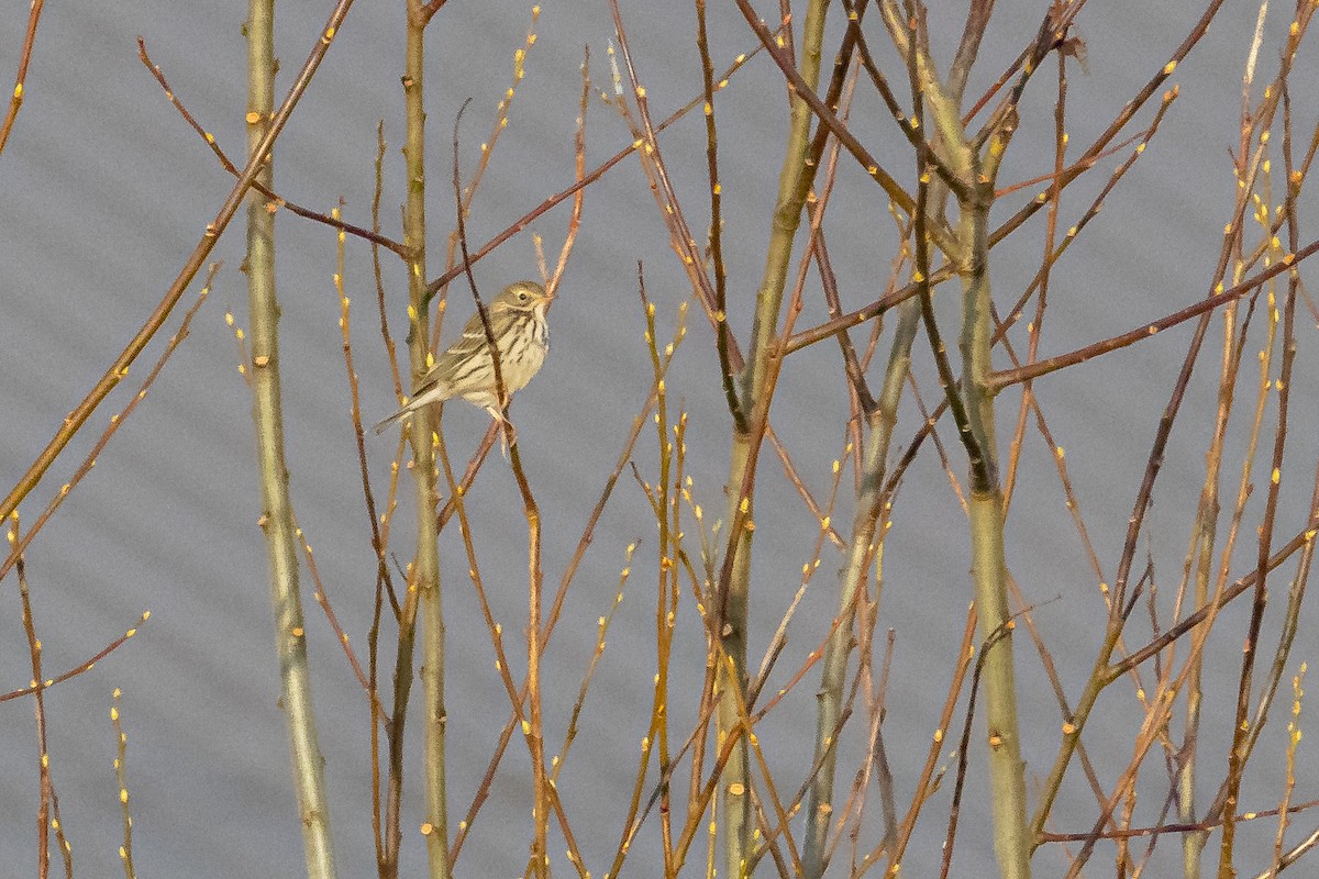Meadow Pipit - ML646744064