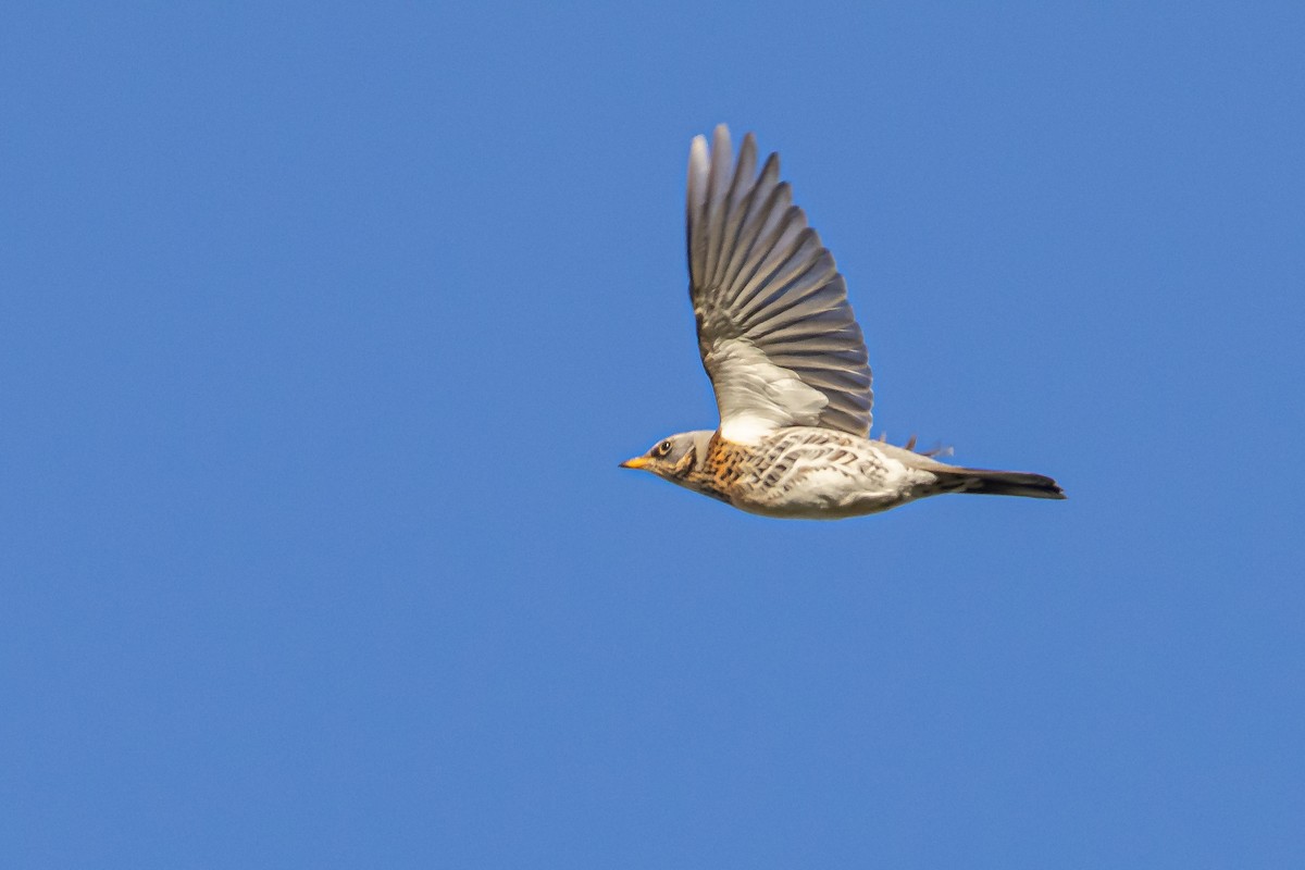 Fieldfare - ML646744069