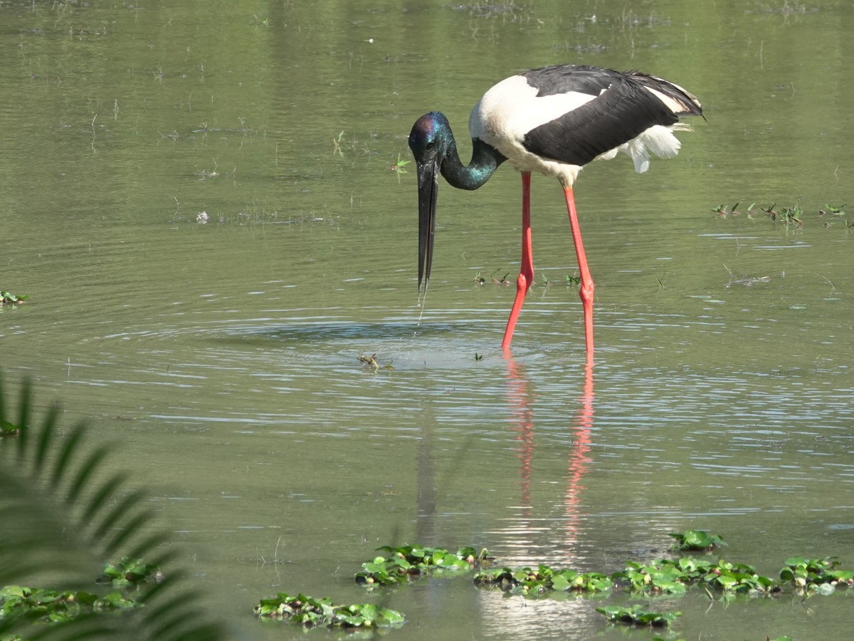 セイタカコウ - ML646744070