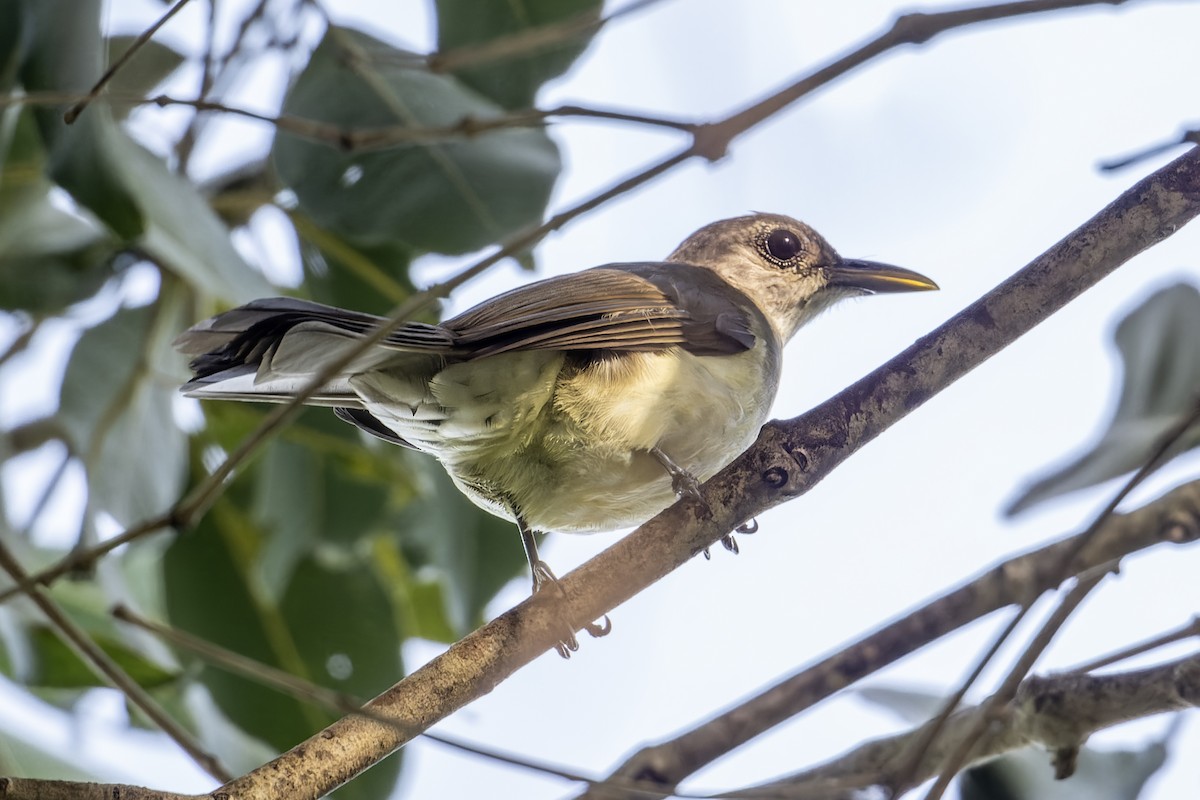 Nicobar Bulbul - ML646744071