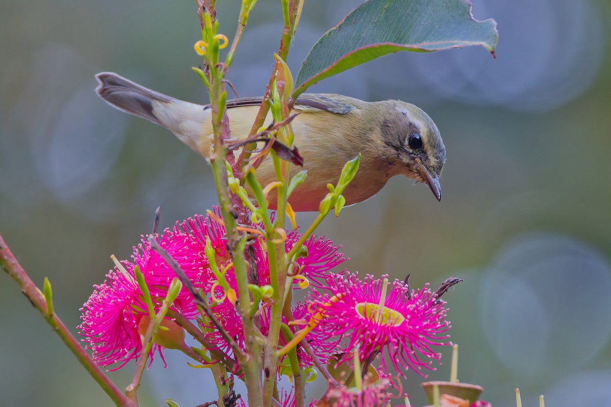 Black-throated Blue Warbler - ML646744072