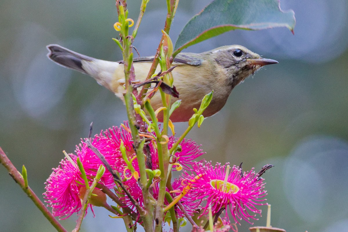 Black-throated Blue Warbler - ML646744073