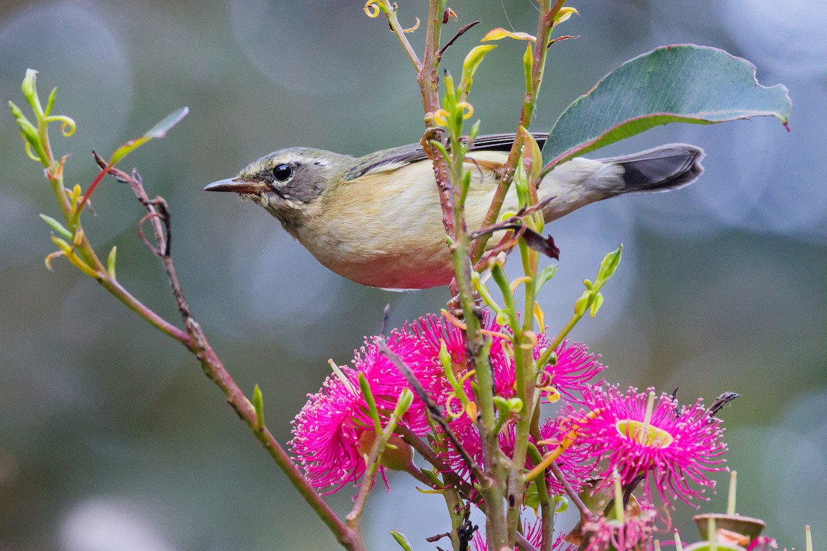 Black-throated Blue Warbler - ML646744074
