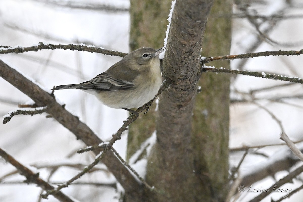 סבכון אורנים - ML646744082