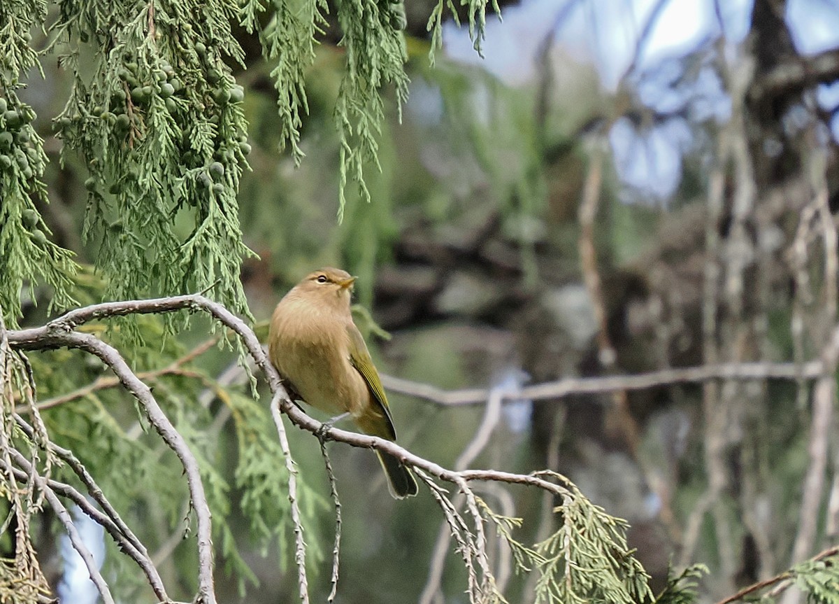 Brown Woodland-Warbler - ML646744086