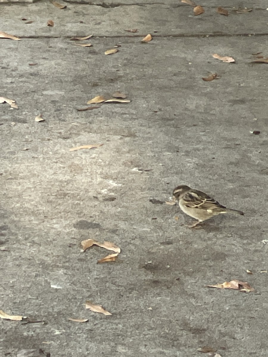 Оронгийн бор шувуу - ML646744087