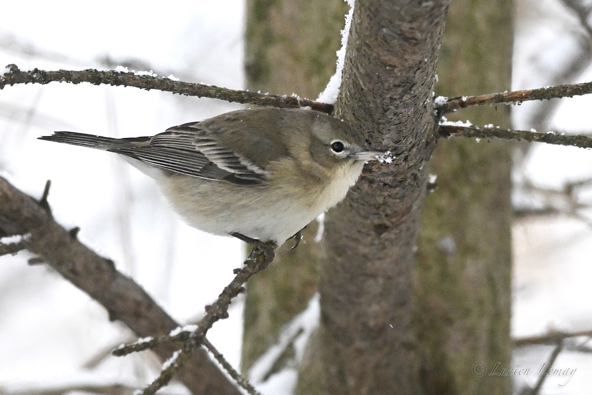 סבכון אורנים - ML646744089