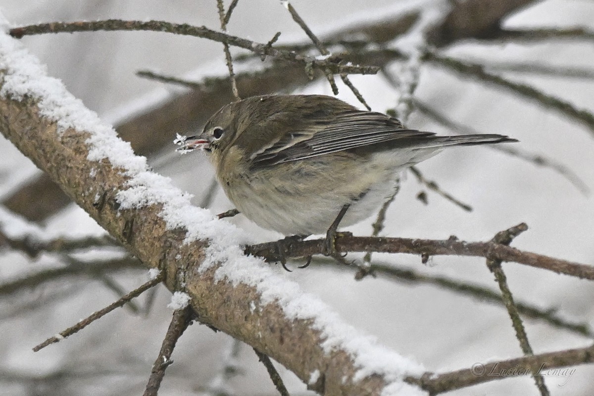 סבכון אורנים - ML646744092