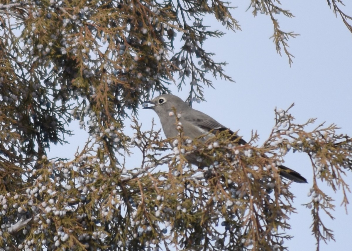 Townsend's Solitaire - ML646744097