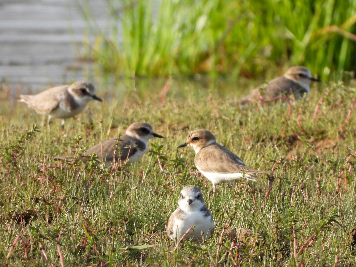 Akça Cılıbıt - ML646744098