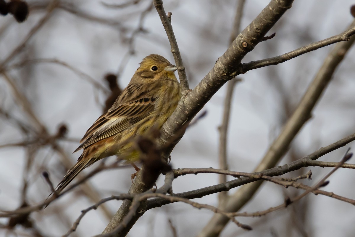 Yellowhammer - ML646744099