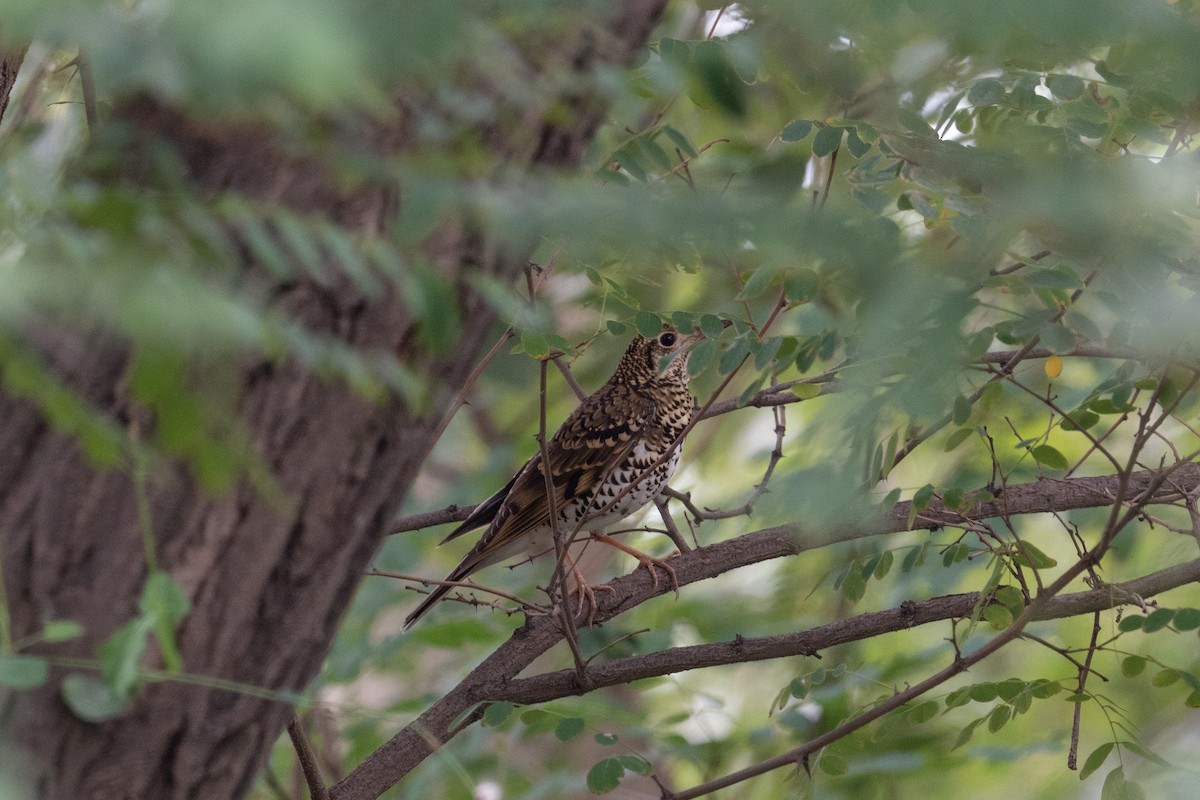 White's Thrush - ML646744119